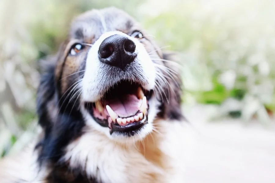 Food good for dogs teeth online